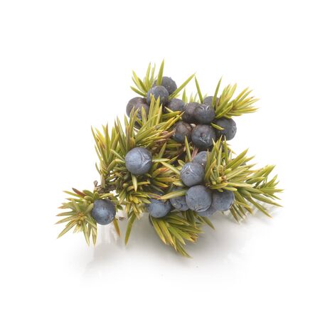 Juniper berries isolated on white backgroundの写真素材