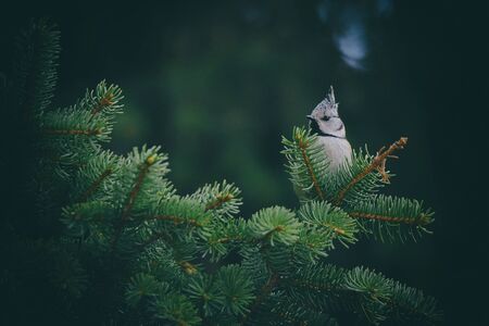 Crested tit (Lophophanes cristatus, Parus cristatus)の写真素材