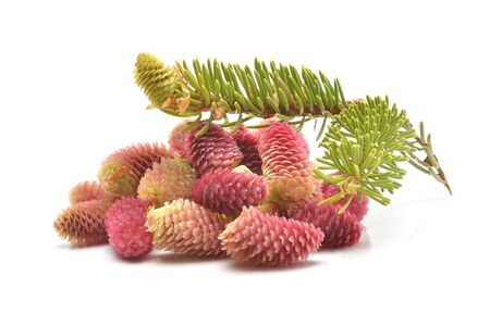 Young red fir cones on white backgroundの写真素材