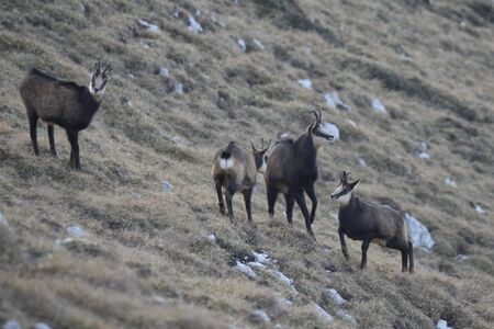 A group of chamois in mountains. Female showing dominant position.の写真素材