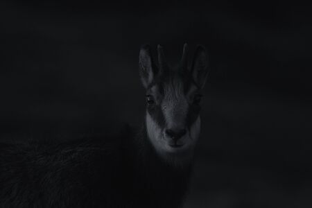 Portrait of Goat-antelope Chamois (Rupicapra rupicapra). Black and white portraitの写真素材