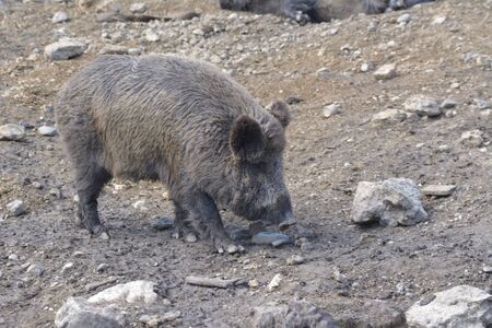 Wild boar (sus scrofa ferus). Wildlife in natural habitat.