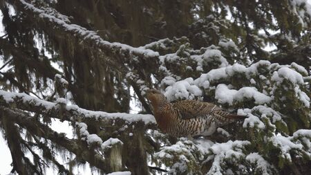 Female western capercaillie in snow / Western capercaillieの写真素材