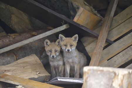 Family of red foxes playing near the burrow の写真素材