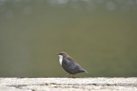 White-throated dipper. Cinclus cinclus near the waterの写真素材