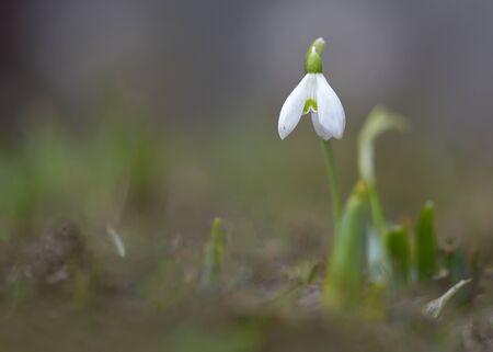 Snowdrop or common snowdrop (Galanthus nivalis) flowersの写真素材