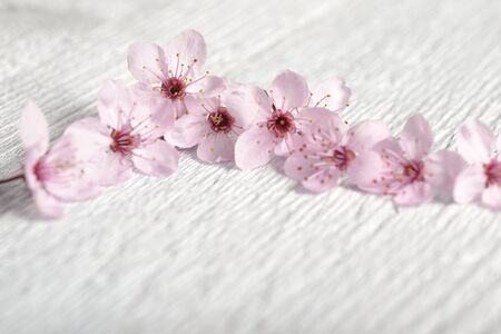 pink sakura flower over white wood background. Spring Flowers on wooden backgroundの写真素材