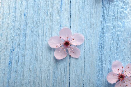 pink sakura flower over wood background