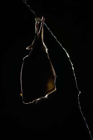 silhouette of a bat in the cave. Lesser horseshoe bat, Rhinolophus hipposideros, in the nature cave...