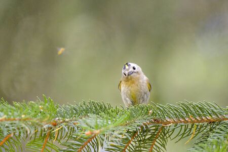 Goldcrest (Regulus regulus) in its natural habitatの写真素材