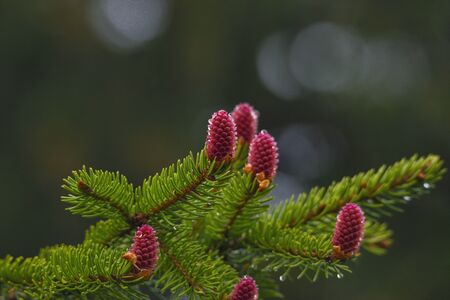 Young fir cone on fir tree branch. male red cone close up, drug in alternative medicine. spring season.の写真素材