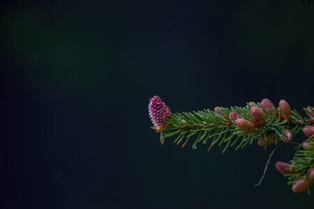 Young fir cone on fir tree branch. male red cone close up, drug in alternative medicine. spring season.の写真素材
