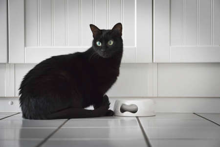 Black cat sitting and eating on white backgroundの写真素材
