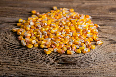 Corn seed on wooden backgroundの写真素材
