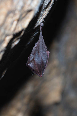 Lesser horseshoe bat, Rhinolophus hipposideros, in the nature cave habitatの写真素材
