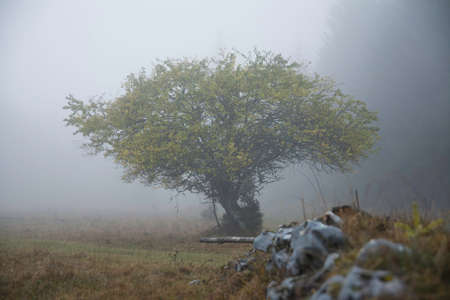Single Tree in the Fog. Dramatic scene.の写真素材
