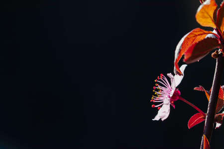 Beautiful flowering Japanese cherry - Sakura. Background with flowers on a spring day. Macro, closeup image.の写真素材