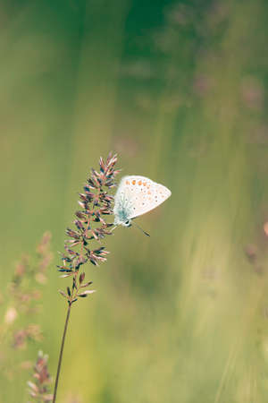 Little Butterfly perch on a bunch of flowers at the summer fieldの写真素材