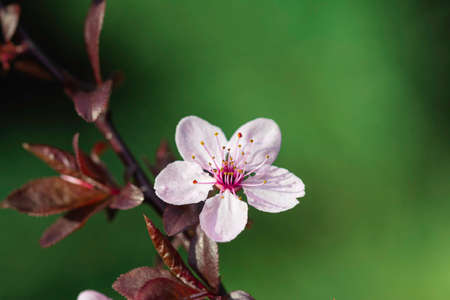 Beautiful flowering Japanese cherry - Sakura. Background with flowers on a spring day. Macro, closeup image.の写真素材