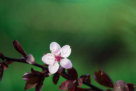 Beautiful flowering Japanese cherry - Sakura. Background with flowers on a spring day. Macro, closeup image.の写真素材