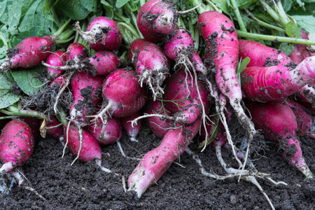 Radishes harvest in an orchard at urban garden radish plantsの写真素材