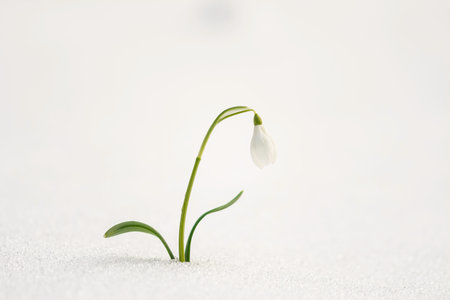 Spring snowdrops flowers in the snow.の写真素材