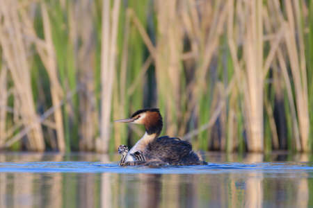 Great grebe with chicks on the lake (podiceps cristatus)の写真素材