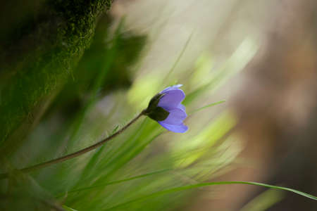Flowering in the forest purpule Hepatica. Early spring flowers Hepatica nobilis. violet purple small flowers, wildflowers, Anemone hepatica protected species medicinal plantの写真素材