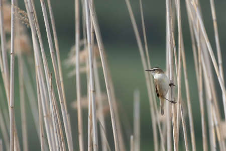 Sedge Warbler bird, Acrocephalus schoenobaenus, singing to attract a female during breeding season in Springtimeの写真素材