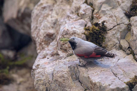 Rare wallcreeper, tichodroma muraria, with grey and red plumage sitting in ridge of mountain wall. Wild bird in rocky environment of high altitude.の写真素材