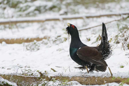 Tetrao urogallus in wild nature in spruce forest, western capercaillie. Ground-living forest bird showing its dominance and territorialityの写真素材