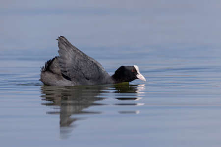 The Eurasian Coot (Fulica atra), also known as Coot,の写真素材