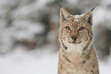 Eurasian lynx (Lynx lynx) in winter natureの写真素材
