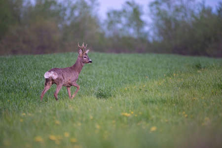 Roe deer, capreolus capreolus, standing on grasslandの写真素材