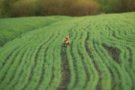 Red fox, vulpes vulpes, on a meadow at sunset.の写真素材