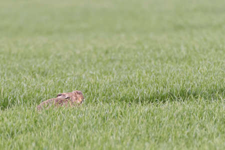 Wild brown hare with big ears sitting in a grassの写真素材