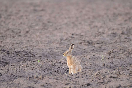 Wild brown hare with big ears sitting in a grassの写真素材