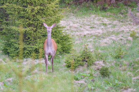 Careful red deer, cervus elaphus.の写真素材