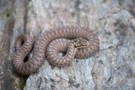 Common European Adder (Vipera berus)の写真素材