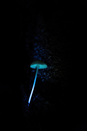 Mysterious Magic Mushroom A mysterious neon blue mushroom blooming in a fantasy forest.の写真素材