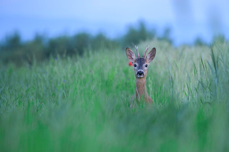 Elegant roe deer, capreolus capreolus, buck looking behind over shoulder on flourishing summer meadow with red flowers.の写真素材
