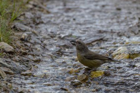 Female red crossbill (Loxia curvirostra)の写真素材