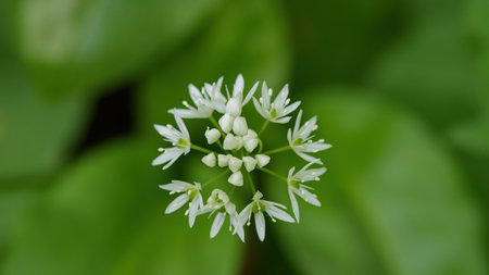 Flowering wild garlic leek (Allium ursine) in the forestの写真素材