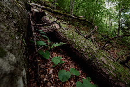 A tinder fungus with a characteristic gray bloom and green moss in a natural forest environmentの写真素材