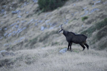 Chamois male standing on the mountain meadow , Rupicapra rupicapraの写真素材