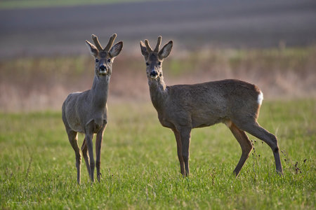 Two buck deer in the wild.の写真素材