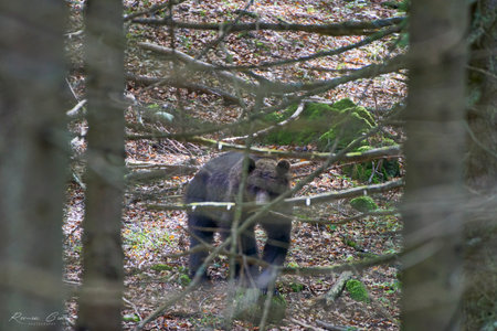 Brown bear - close encounter with a wild brown bear eating in the forest.の写真素材