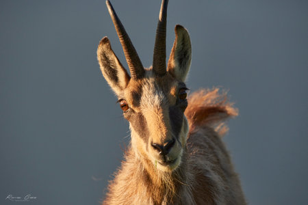 Wild chamois in the meadow. Rupicapra rupicapra.の写真素材
