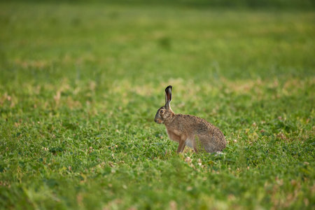 European hare, Lepus europaeus. Wild rabbit on grass.の写真素材