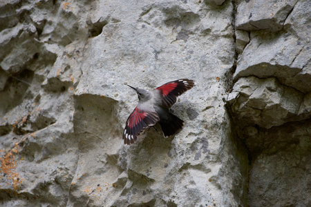 Wallcreeper (Tichodroma muraria) rest on cliff in natural habitat. Female.の写真素材